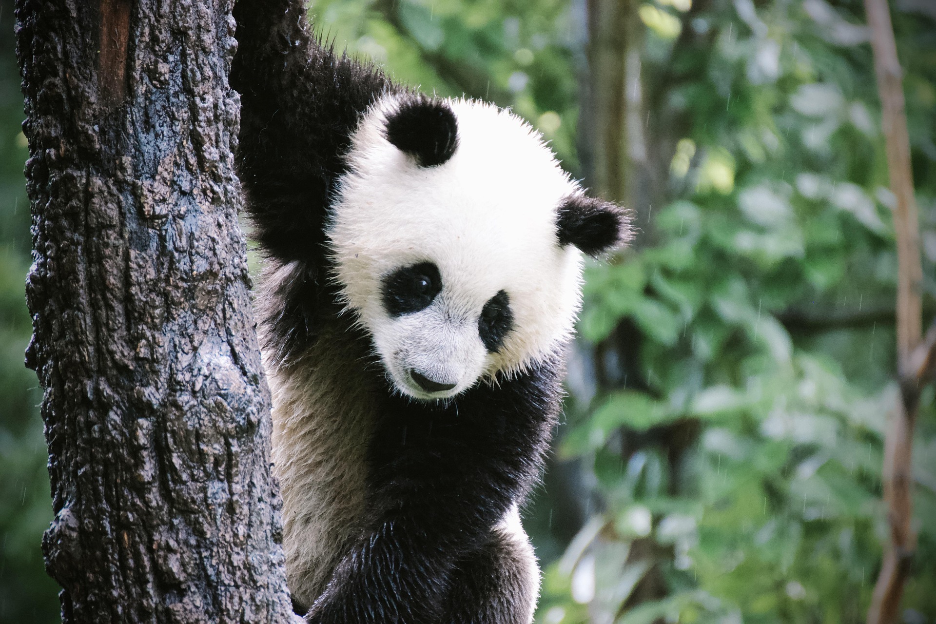 One Day Private Chengdu Panda Keeper Tour